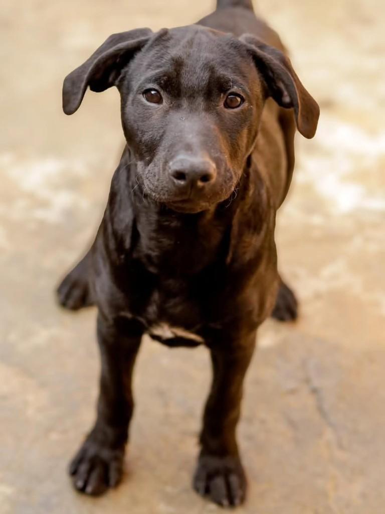 Théo, cachorro de porte médio para adoção em Florianópolis - SC