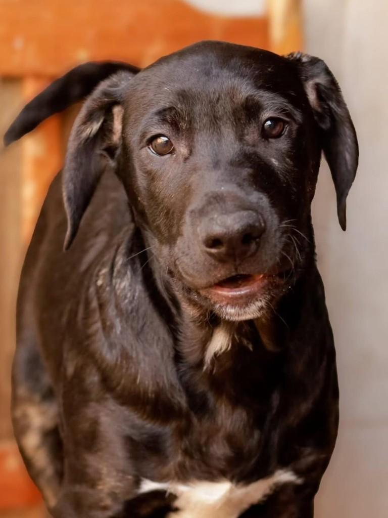 Breno, cachorro de porte médio para adoção em Florianópolis - SC
