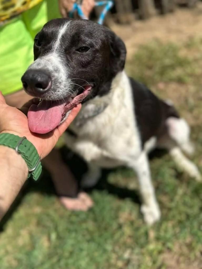 Sebastião, cachorro de porte médio para adoção em Florianópolis - SC