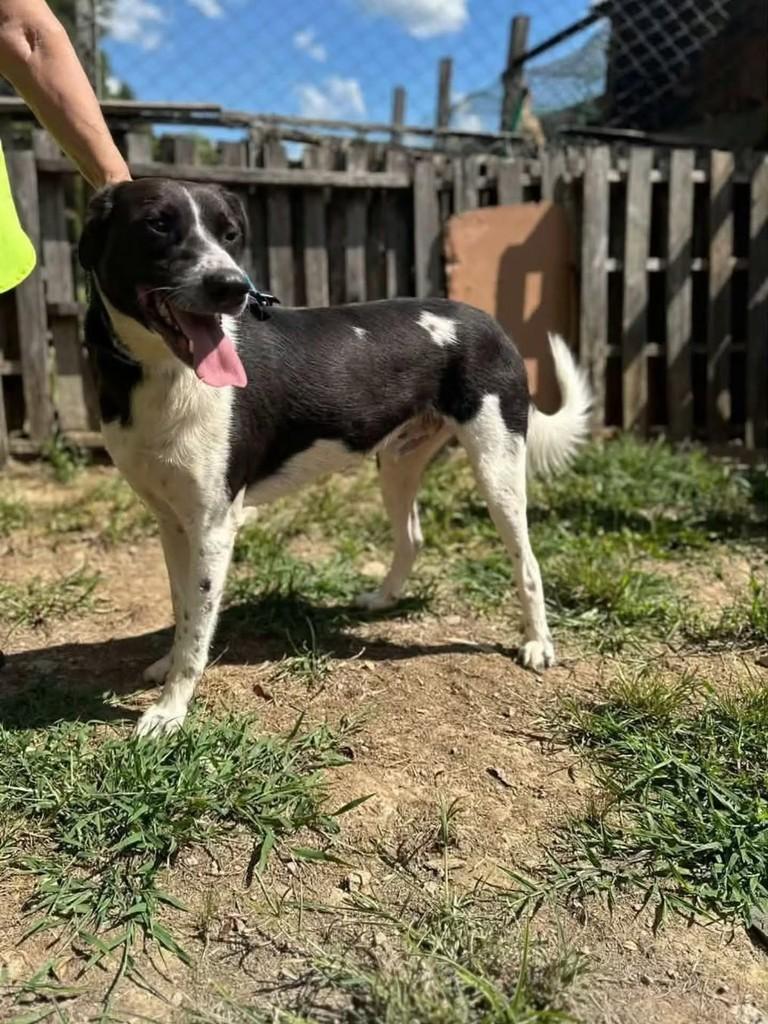 Sebastião, cachorro de porte médio para adoção em Florianópolis - SC — foto 2 de 8