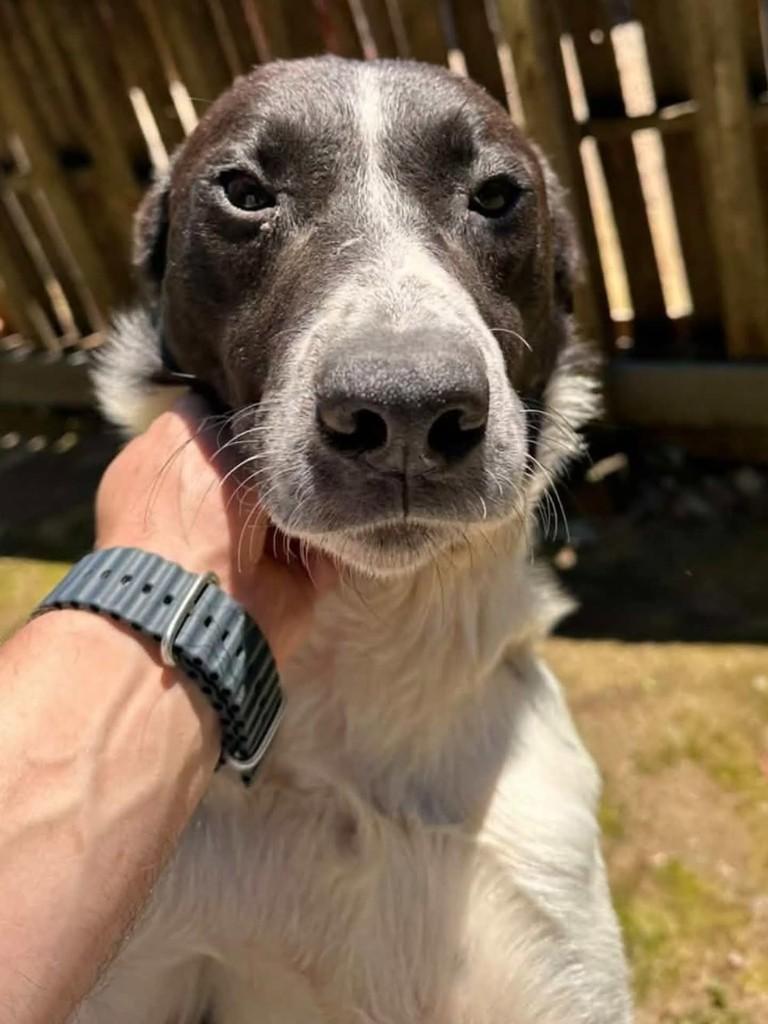 Sebastião, cachorro de porte médio para adoção em Florianópolis - SC — foto 3 de 8