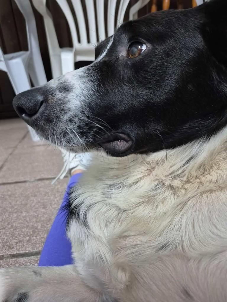 Sebastião, cachorro de porte médio para adoção em Florianópolis - SC — foto 4 de 8