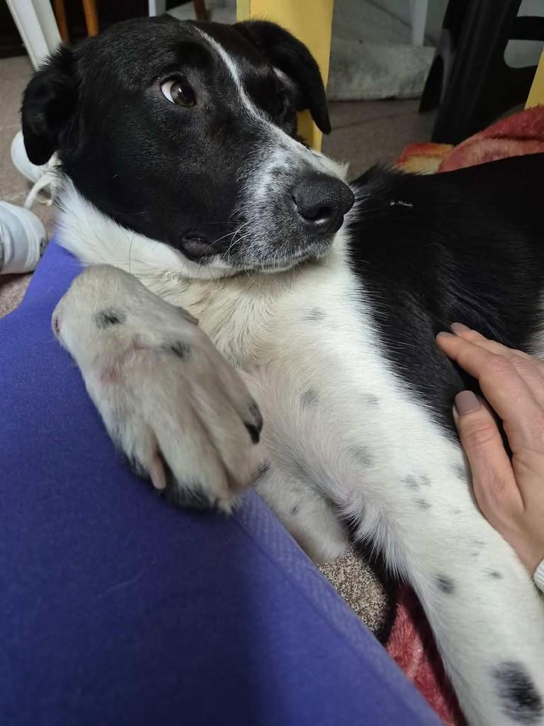Sebastião, cachorro de porte médio para adoção em Florianópolis - SC — foto 5 de 8