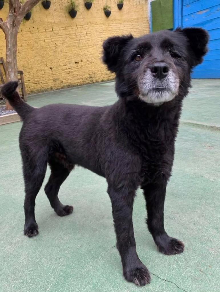 Pirata, cachorro de porte médio para adoção em Florianópolis - SC