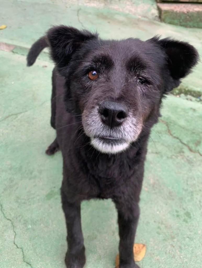 Pirata, cachorro de porte médio para adoção em Florianópolis - SC — foto 2 de 3