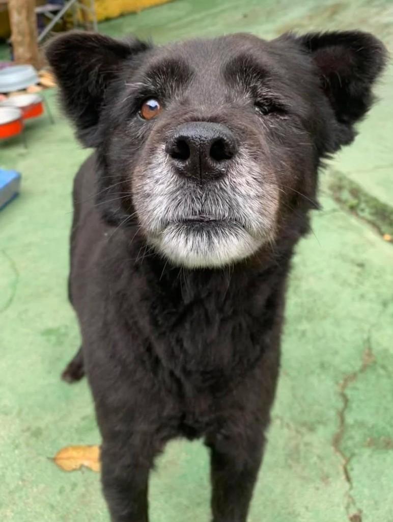 Pirata, cachorro de porte médio para adoção em Florianópolis - SC — foto 3 de 3