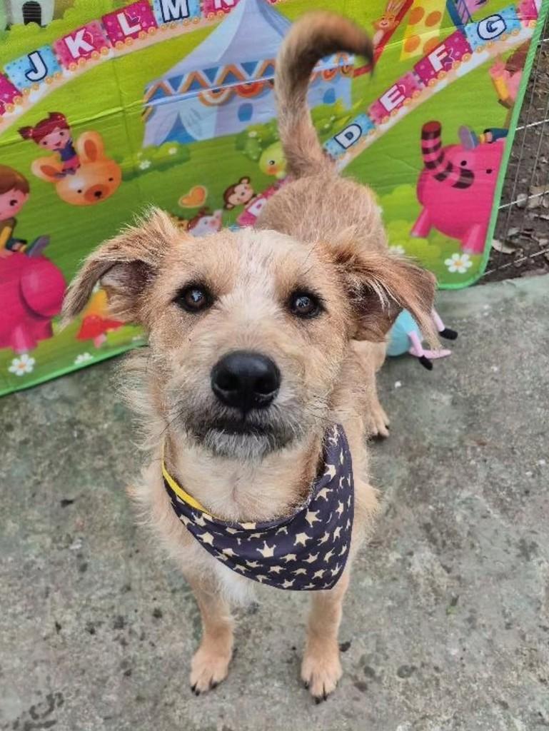 Fiapo, cachorro de porte médio para adoção em Florianópolis - SC