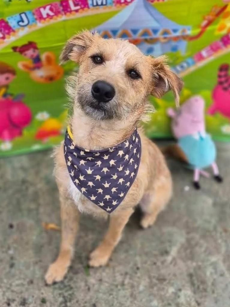 Fiapo, cachorro de porte médio para adoção em Florianópolis - SC — foto 2 de 5