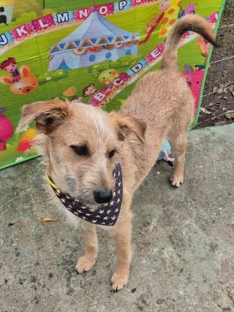Fiapo, cachorro de porte médio para adoção em Florianópolis - SC — foto 3 de 5