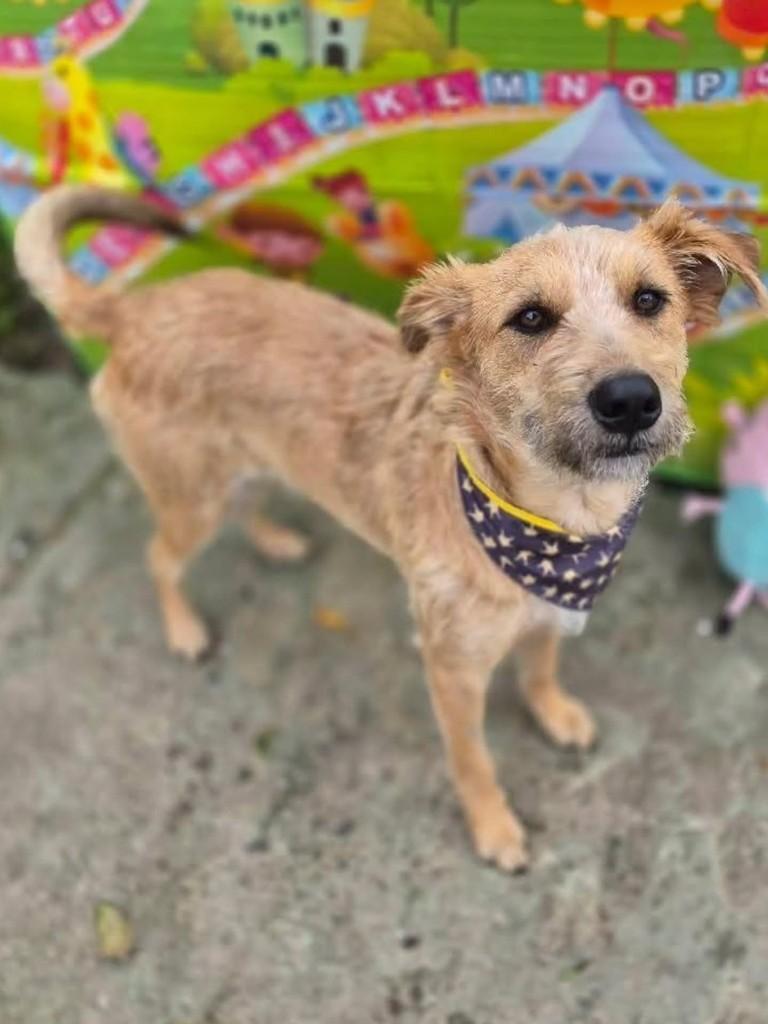 Fiapo, cachorro de porte médio para adoção em Florianópolis - SC — foto 4 de 5