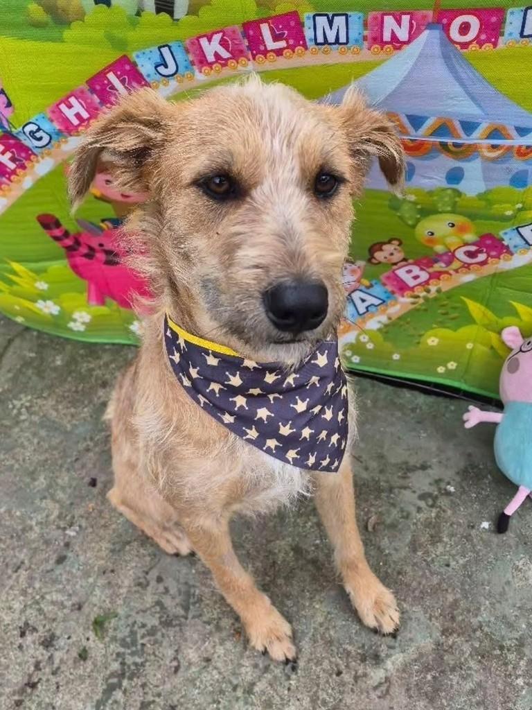 Fiapo, cachorro de porte médio para adoção em Florianópolis - SC — foto 5 de 5