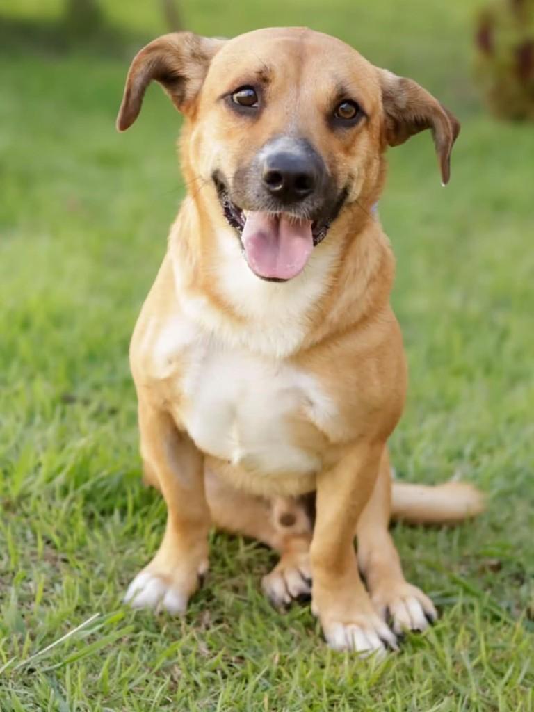 Rodolfo, cachorro de porte pequeno para adoção em Florianópolis - SC
