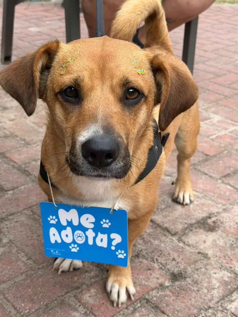 Rodolfo, cachorro de porte pequeno para adoção em Florianópolis - SC — foto 2 de 3