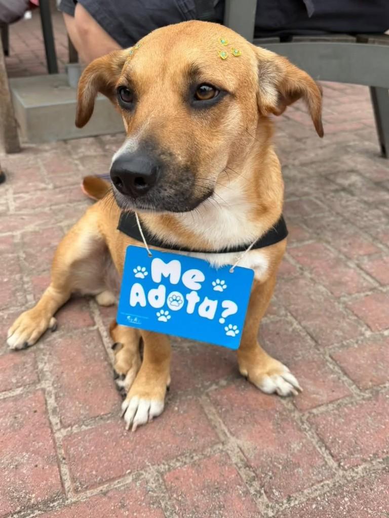 Rodolfo, cachorro de porte pequeno para adoção em Florianópolis - SC — foto 3 de 3