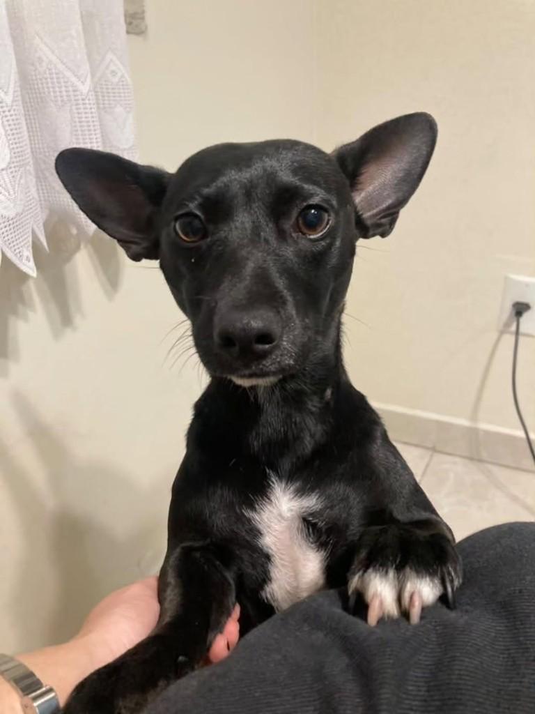 Luna, cadela de porte pequeno para adoção em Florianópolis - SC