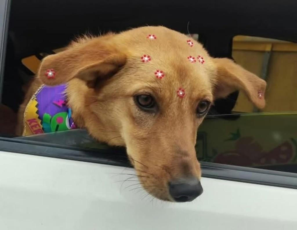 Lili, cadela de porte médio para adoção em Florianópolis - SC