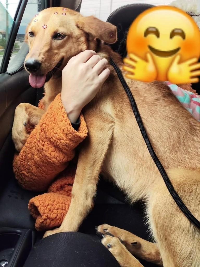 Lili, cadela de porte médio para adoção em Florianópolis - SC — foto 2 de 4