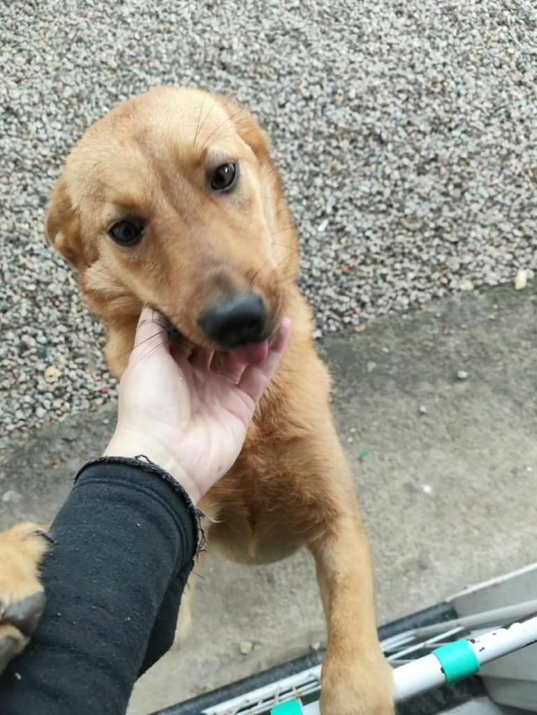 Lili, cadela de porte médio para adoção em Florianópolis - SC — foto 3 de 4
