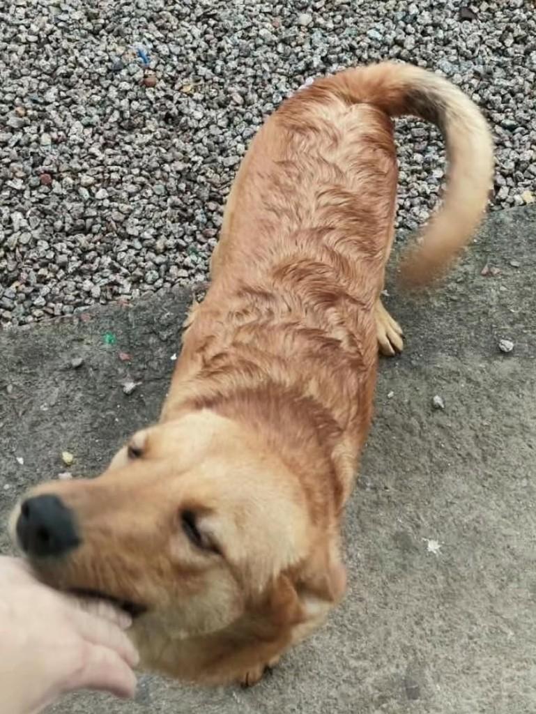Lili, cadela de porte médio para adoção em Florianópolis - SC — foto 4 de 4