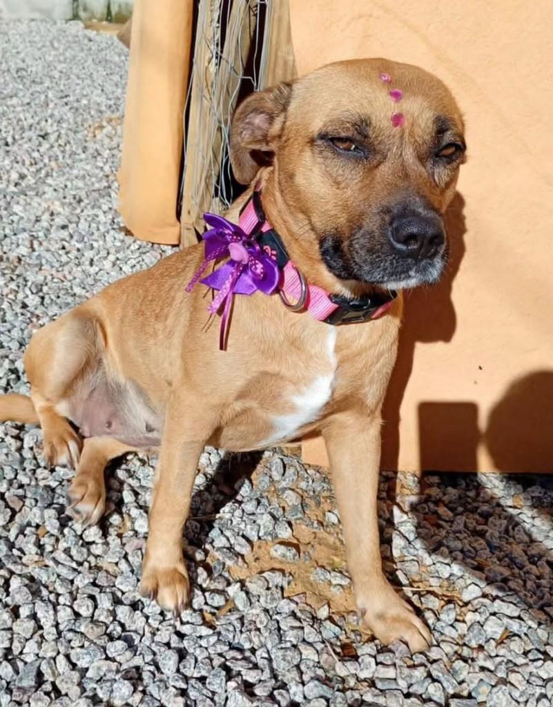 Belinha, cadela de porte médio para adoção em Florianópolis - SC