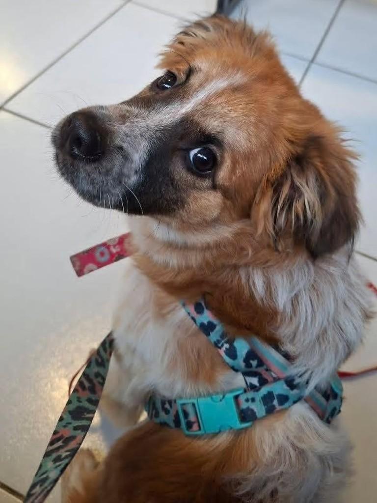 Pandora, cadela de porte pequeno para adoção em Florianópolis - SC
