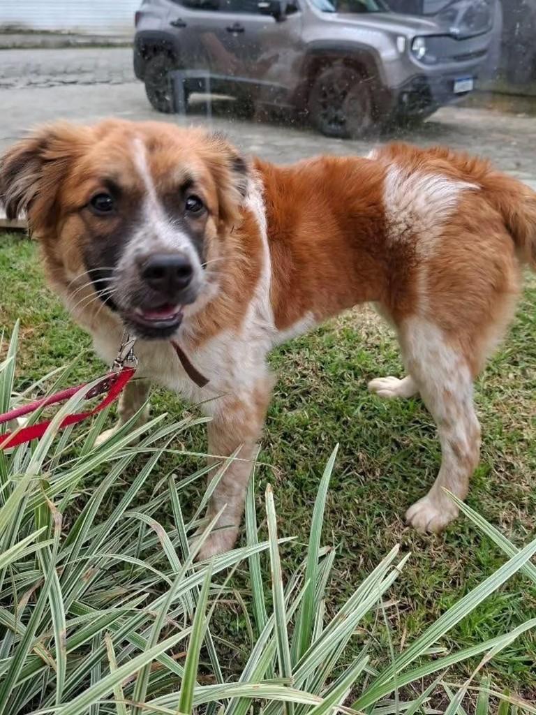 Pandora, cadela de porte pequeno para adoção em Florianópolis - SC — foto 2 de 4