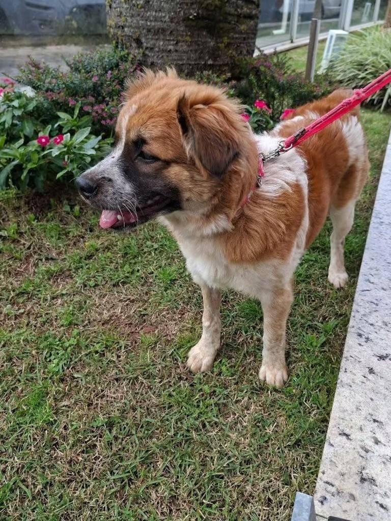Pandora, cadela de porte pequeno para adoção em Florianópolis - SC — foto 3 de 4