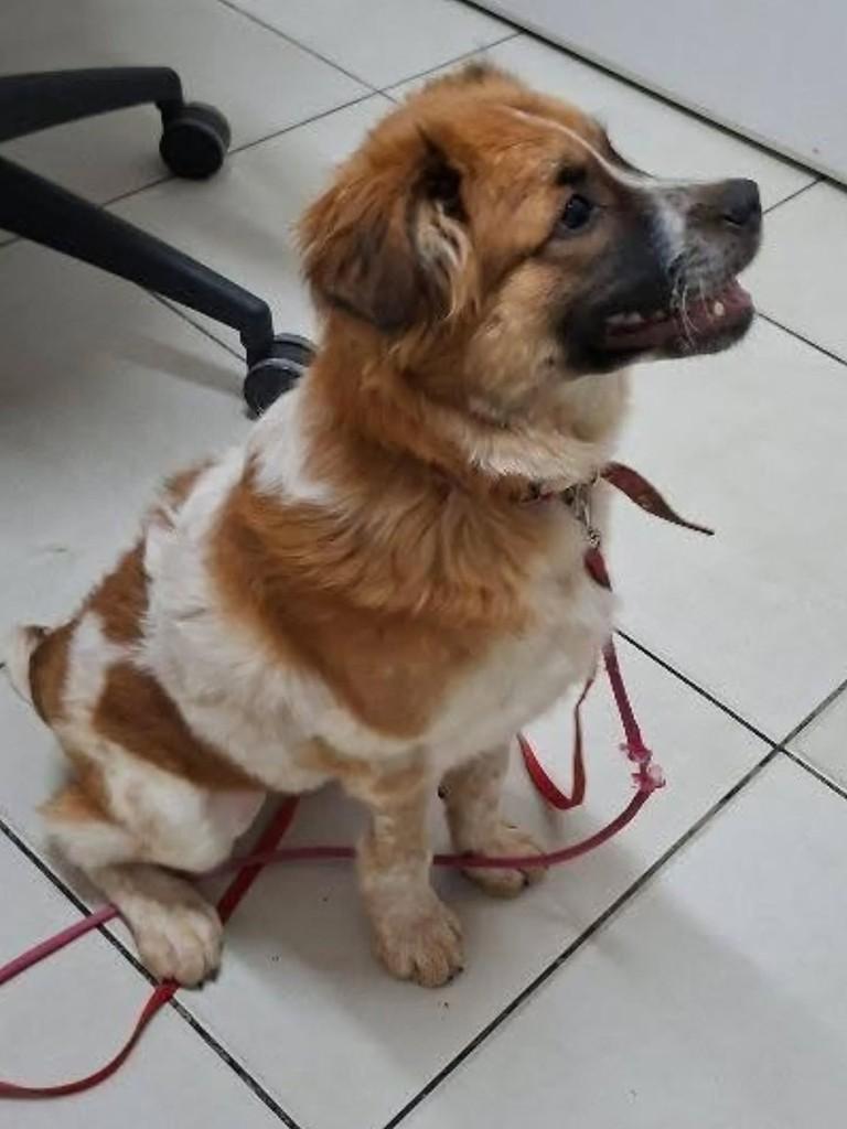 Pandora, cadela de porte pequeno para adoção em Florianópolis - SC — foto 4 de 4