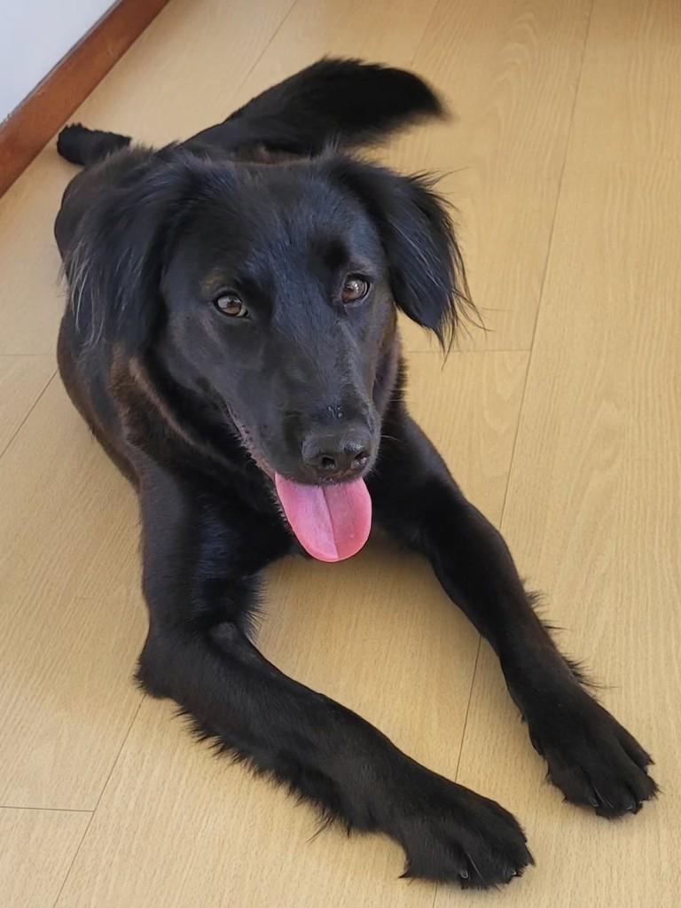 Yoko, cadela de porte médio para adoção em Florianópolis - SC