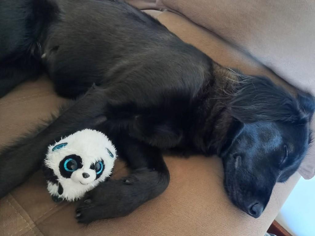 Yoko, cadela de porte médio para adoção em Florianópolis - SC — foto 2 de 2