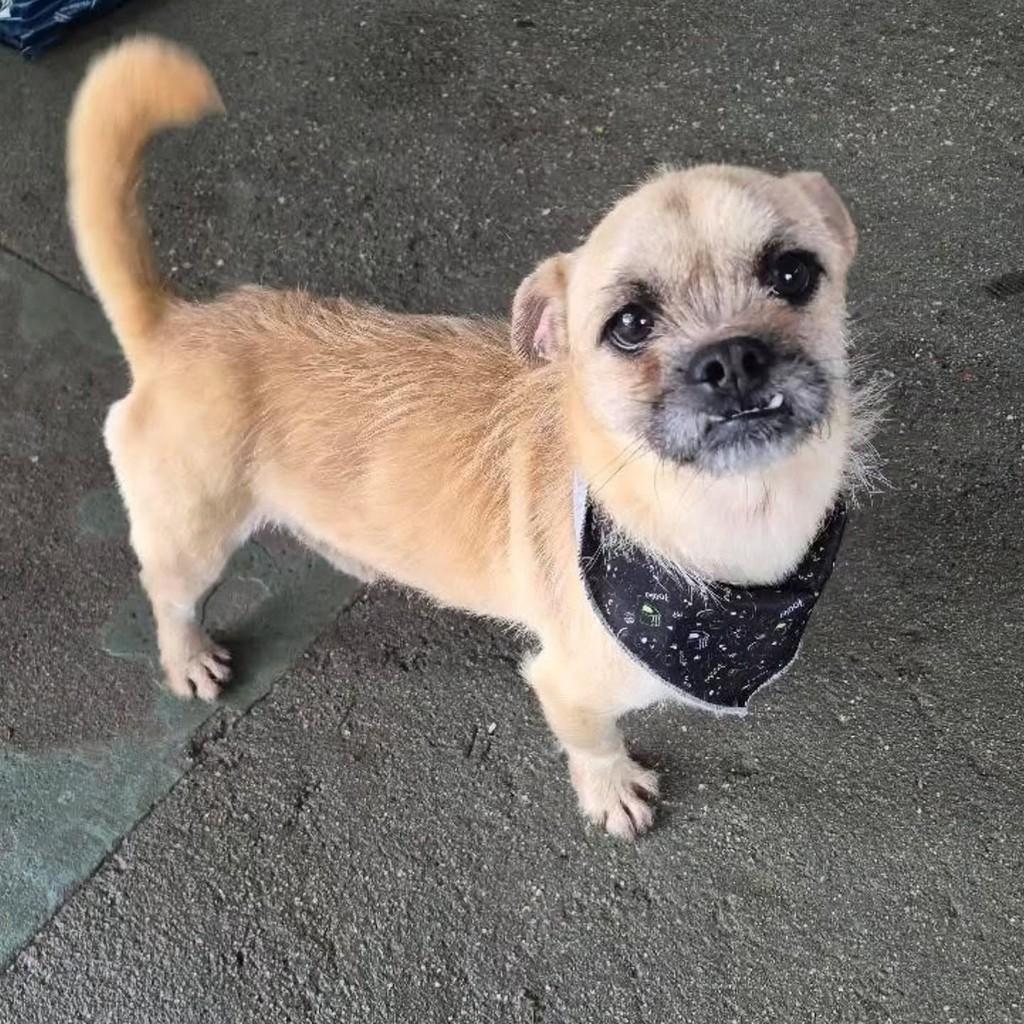 Zequinha, cachorro de porte pequeno para adoção em Florianópolis - SC