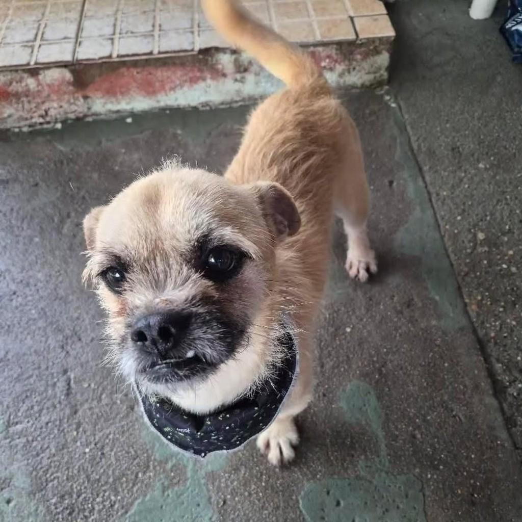 Zequinha, cachorro de porte pequeno para adoção em Florianópolis - SC — foto 2 de 3