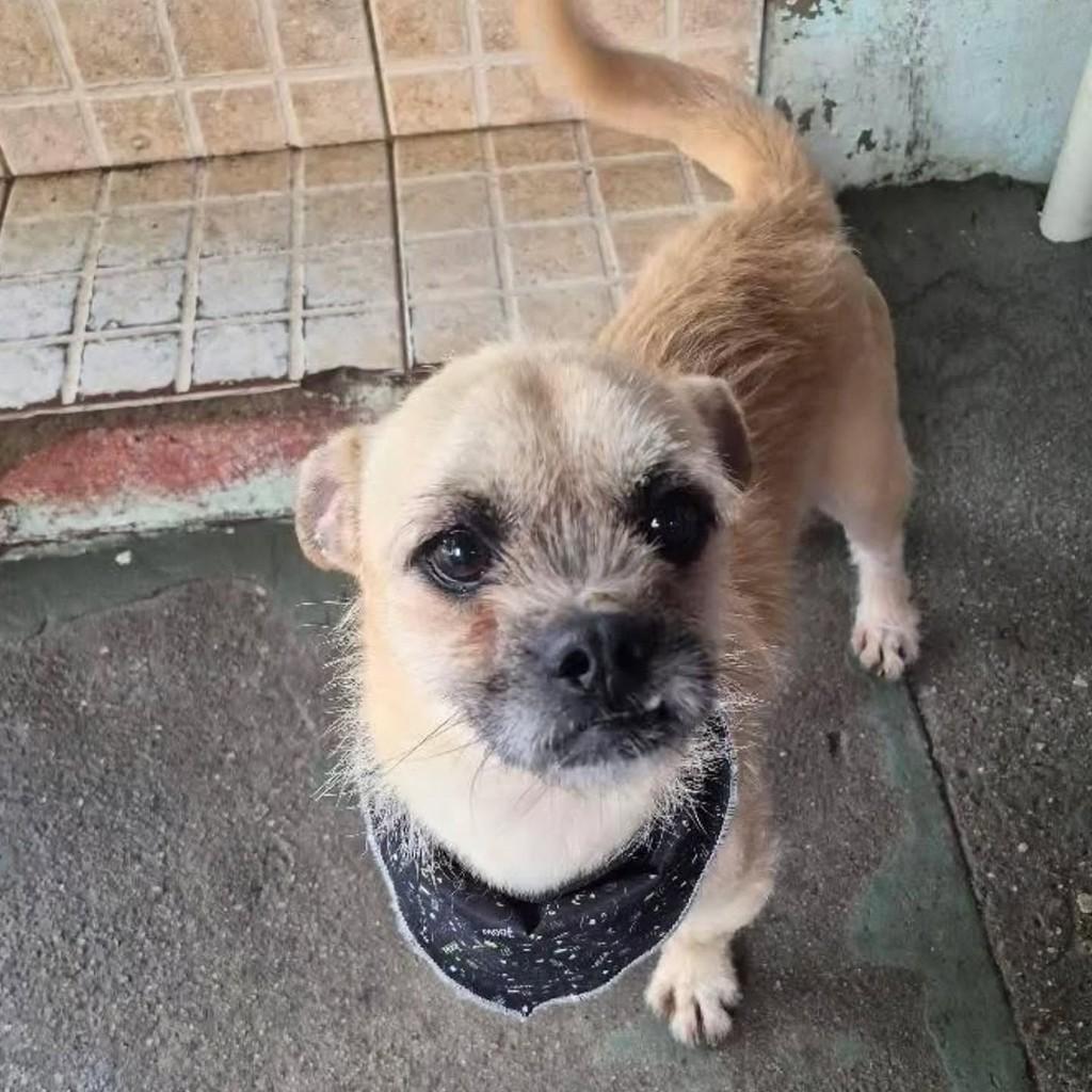 Zequinha, cachorro de porte pequeno para adoção em Florianópolis - SC — foto 3 de 3