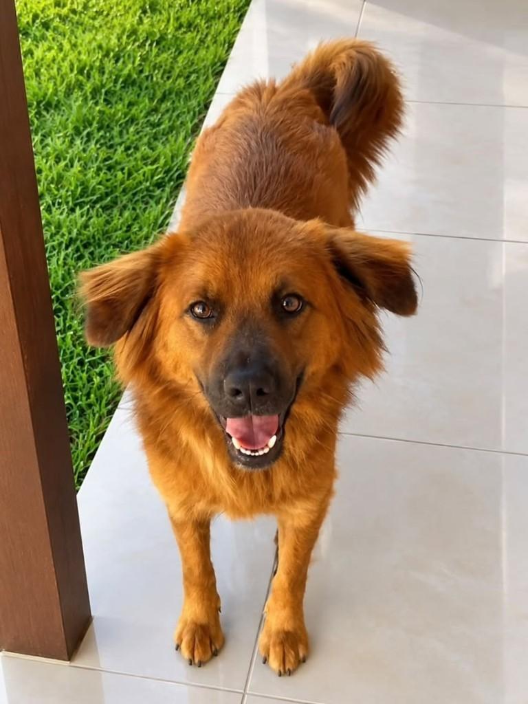 Duda, cadela de porte médio para adoção em Florianópolis - SC
