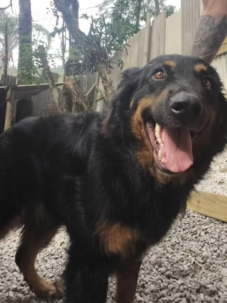 Lobo, cachorro de porte grande para adoção em Florianópolis - SC