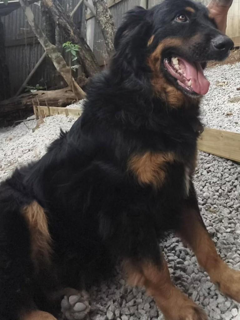 Lobo, cachorro de porte grande para adoção em Florianópolis - SC — foto 2 de 2
