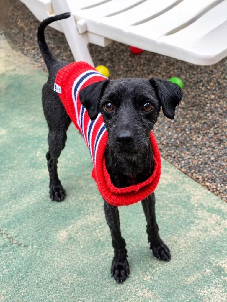Ronnie, cachorro de porte pequeno para adoção em Florianópolis - SC