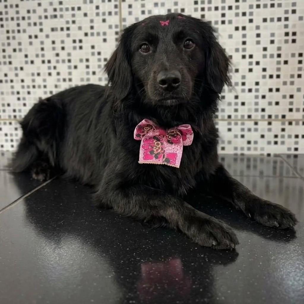 Princesa, cadela de porte pequeno para adoção em Florianópolis - SC