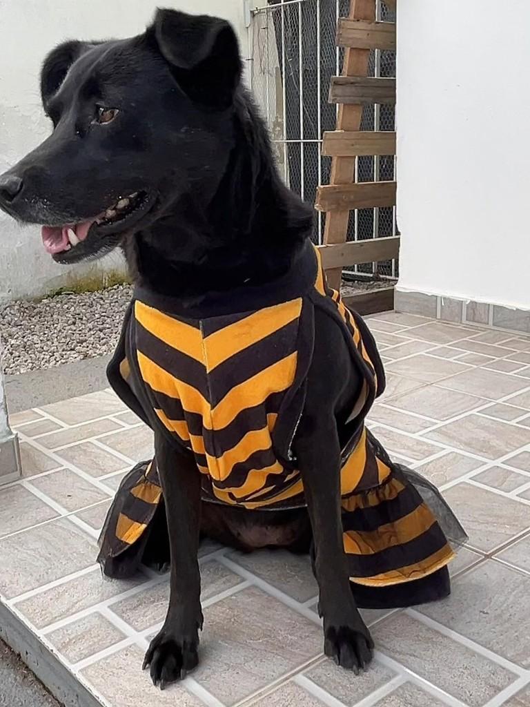 Alice, cadela de porte médio para adoção em Florianópolis - SC