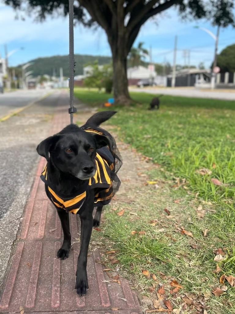 Alice, cadela de porte médio para adoção em Florianópolis - SC — foto 3 de 3