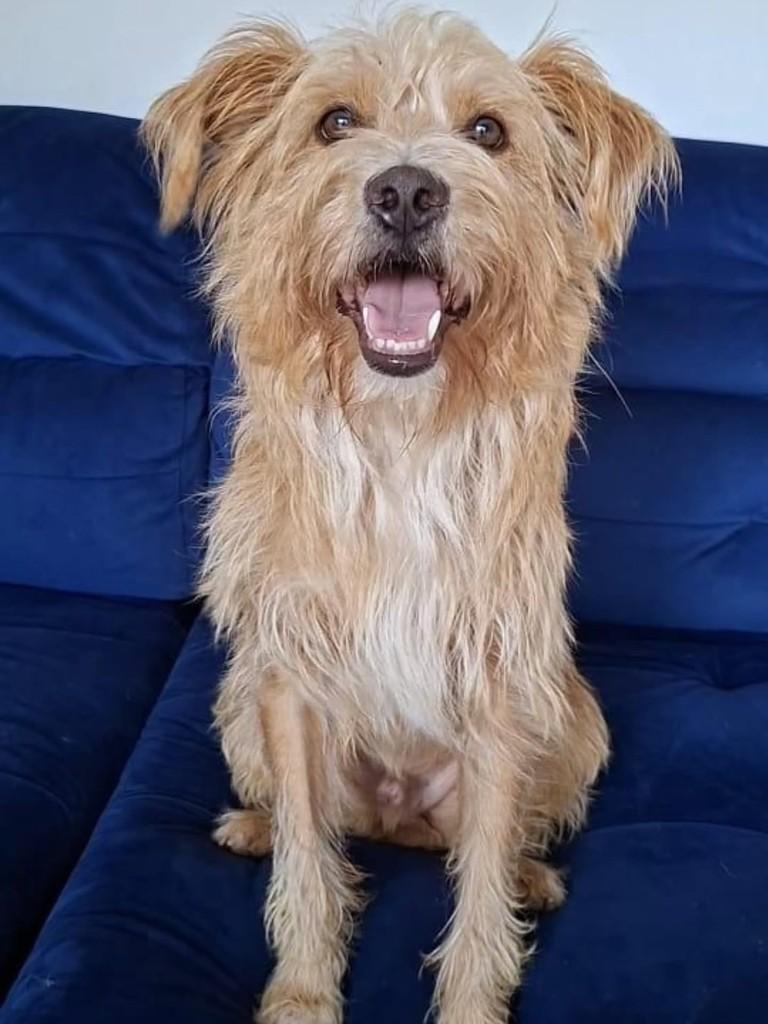 Dante, cachorro de porte médio para adoção em Florianópolis - SC