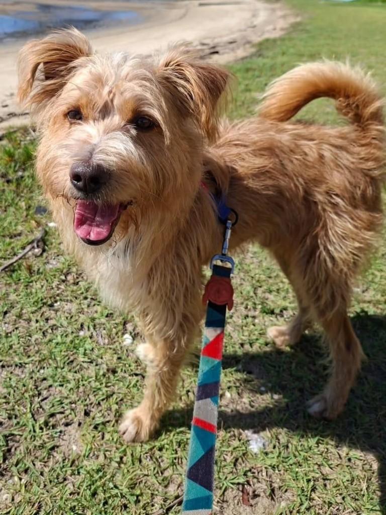 Dante, cachorro de porte médio para adoção em Florianópolis - SC — foto 2 de 3
