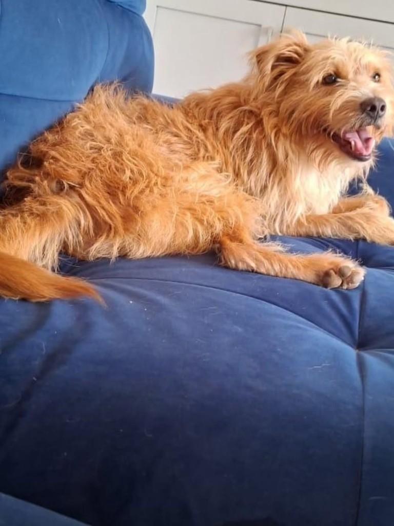 Dante, cachorro de porte médio para adoção em Florianópolis - SC — foto 3 de 3