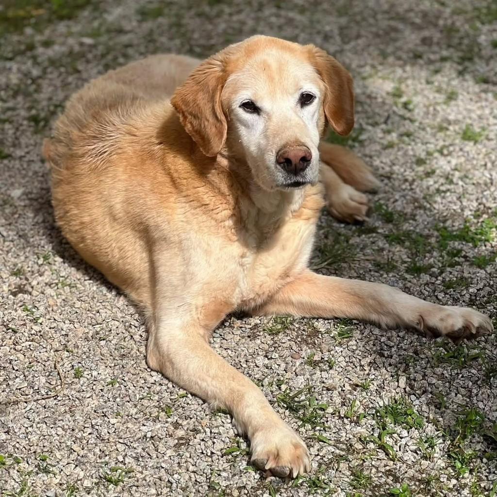 Gold, cachorro de porte grande para adoção em Florianópolis - SC