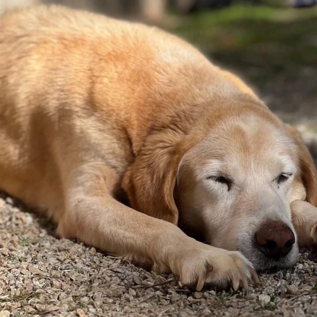 Gold, cachorro de porte grande para adoção em Florianópolis - SC — foto 2 de 3