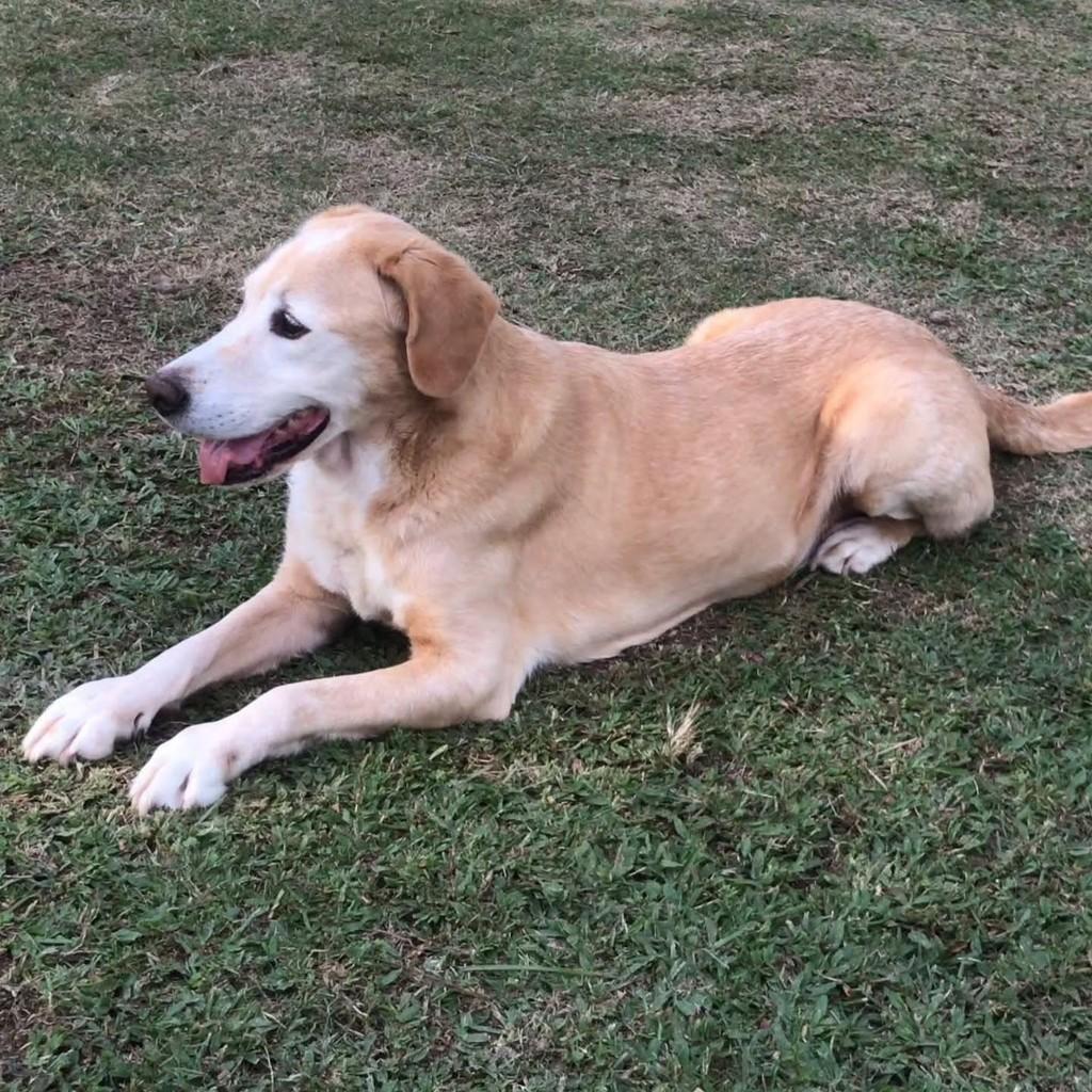 Gold, cachorro de porte grande para adoção em Florianópolis - SC — foto 3 de 3