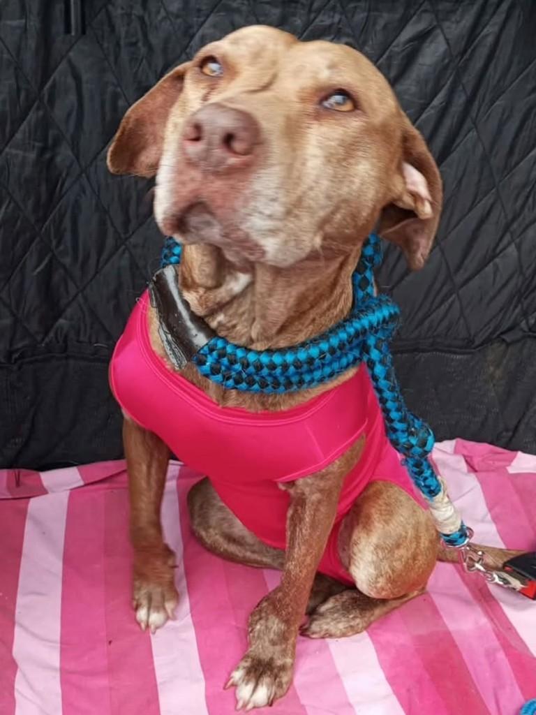Serena, cadela de porte grande para adoção em Florianópolis - SC — foto 2 de 2