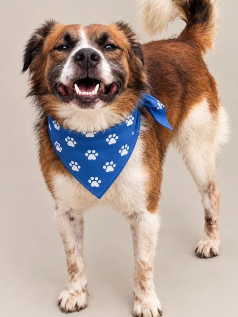 Jack, cachorro de porte grande para adoção em Florianópolis - SC
