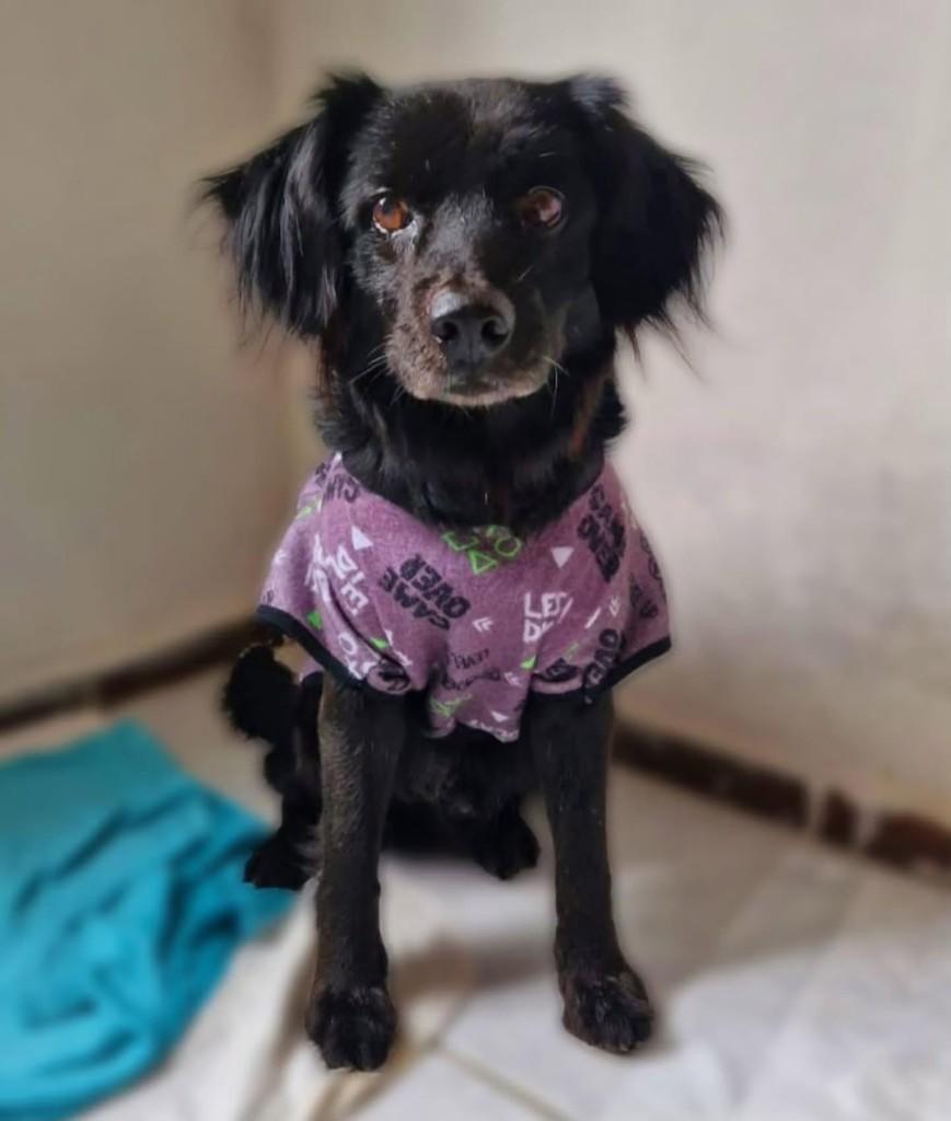 Pepe, cachorro de porte médio para adoção em Florianópolis - SC