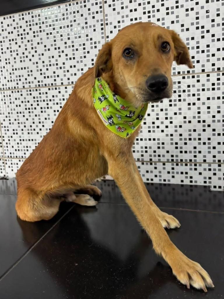 Thor, cachorro de porte médio para adoção em Florianópolis - SC